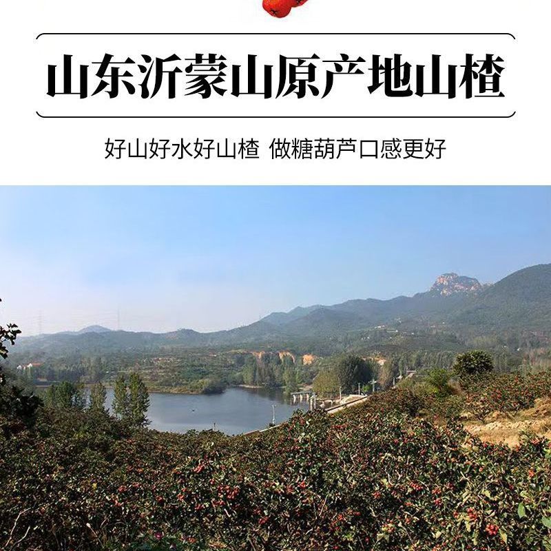 山楂糖葫芦专用批发新鲜山楂山东临沂