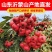 山楂糖葫芦专用批发新鲜山楂山东临沂