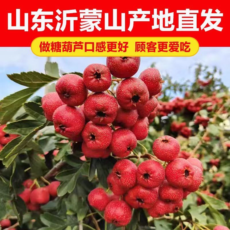 山楂糖葫芦专用批发新鲜山楂山东临沂
