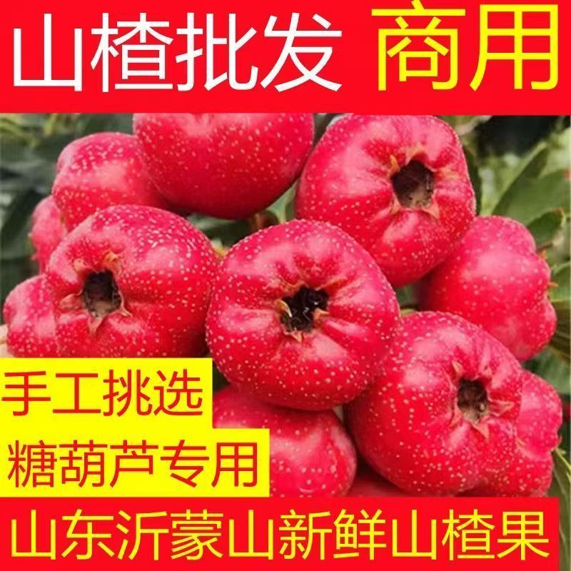 山楂糖葫芦专用批发新鲜山楂山东临沂