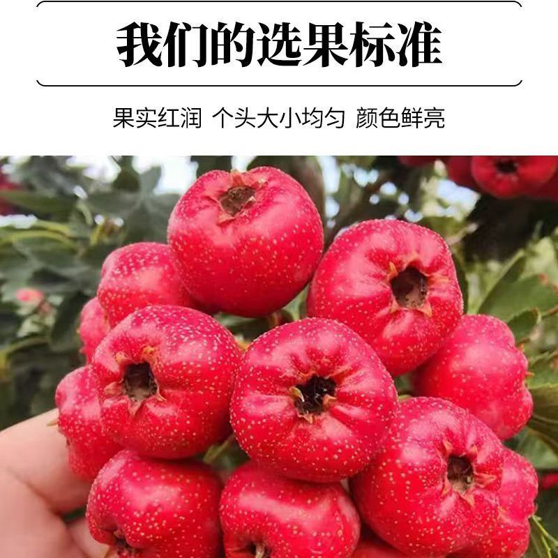 山楂糖葫芦专用批发新鲜山楂山东临沂