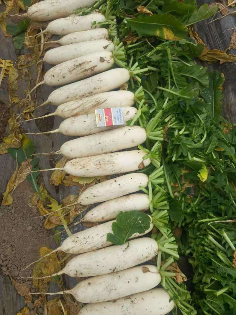 南通白萝卜，产地直发，量大从优欢迎来电咨询！