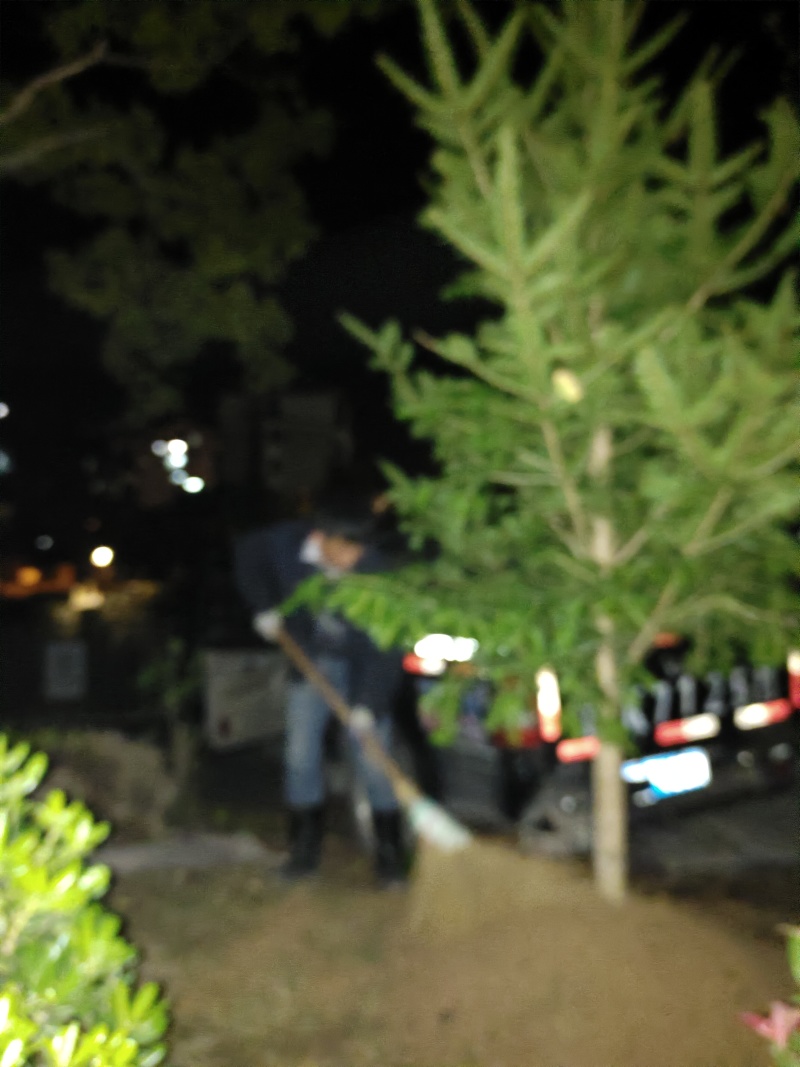 日本冷杉适应高山种植树种耐寒耐阴树形针叶优美