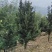 日本冷杉适应高山种植树种耐寒耐阴树形针叶优美