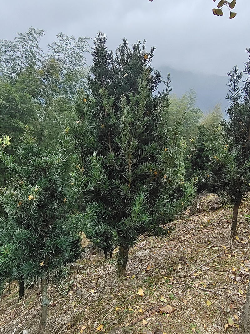 日本冷杉适应高山种植树种耐寒耐阴树形针叶优美
