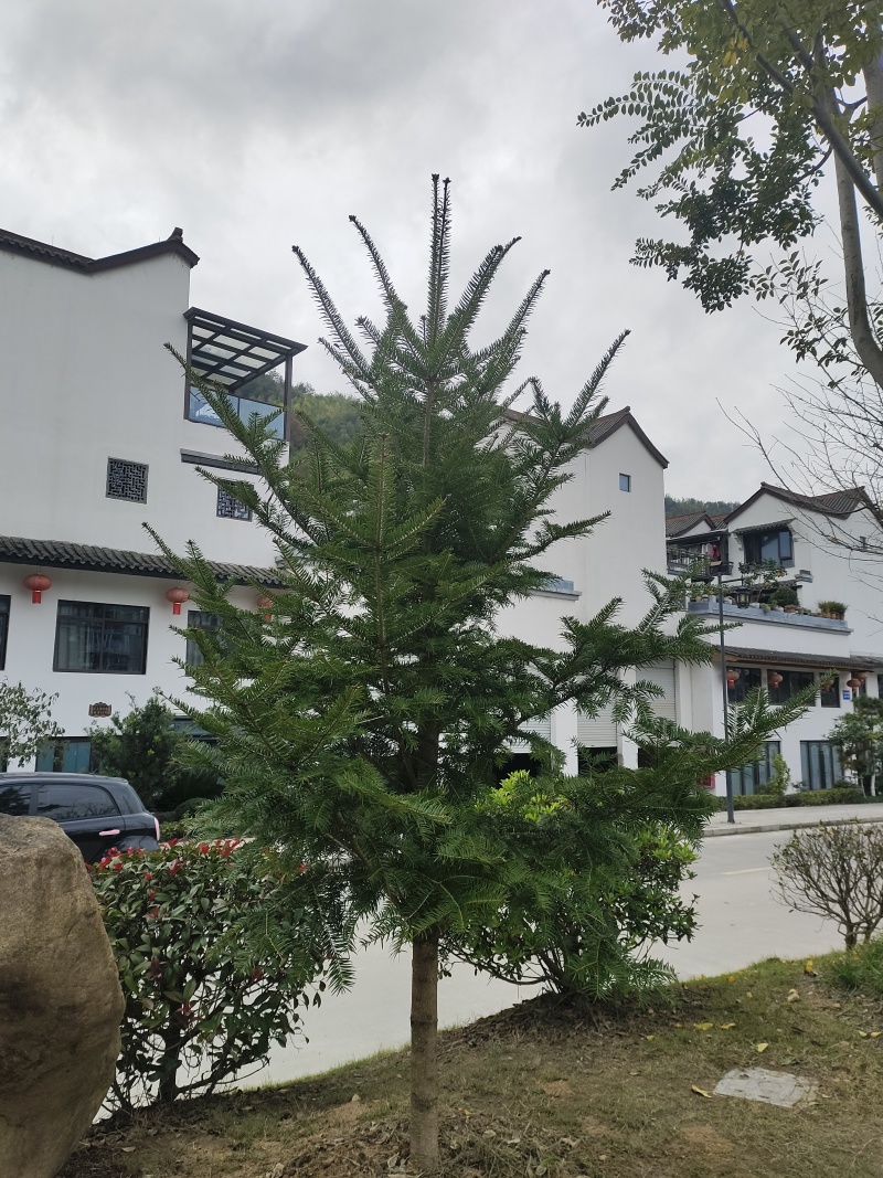 日本冷杉适应高山种植树种耐寒耐阴树形针叶优美