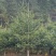 日本冷杉适应高山种植树种耐寒耐阴树形针叶优美