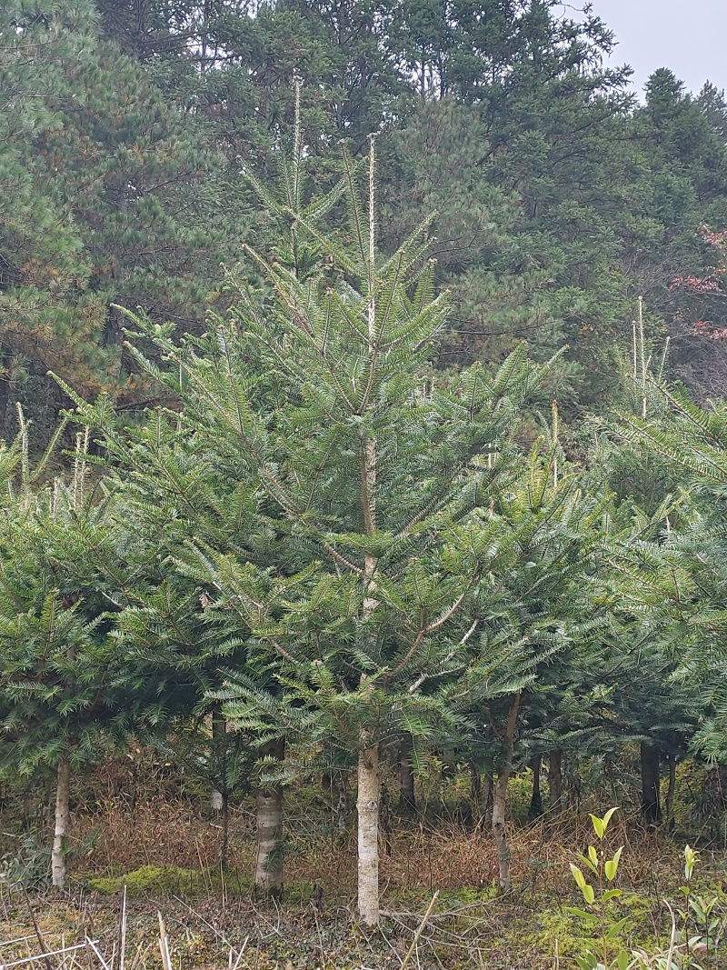 日本冷杉适应高山种植树种耐寒耐阴树形针叶优美