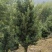 日本冷杉适应高山种植树种耐寒耐阴树形针叶优美