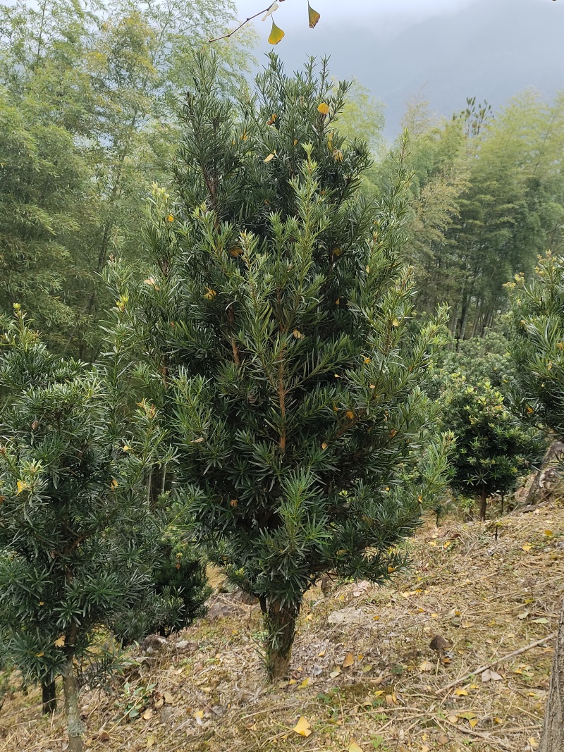 日本冷杉适应高山种植树种耐寒耐阴树形针叶优美