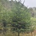 日本冷杉适应高山种植树种耐寒耐阴树形针叶优美