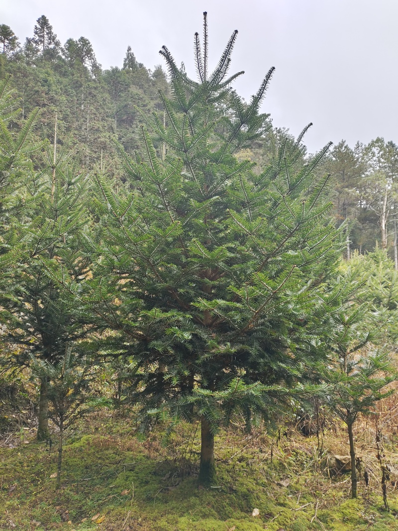 日本冷杉适应高山种植树种耐寒耐阴树形针叶优美