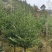 日本冷杉适应高山种植树种耐寒耐阴树形针叶优美