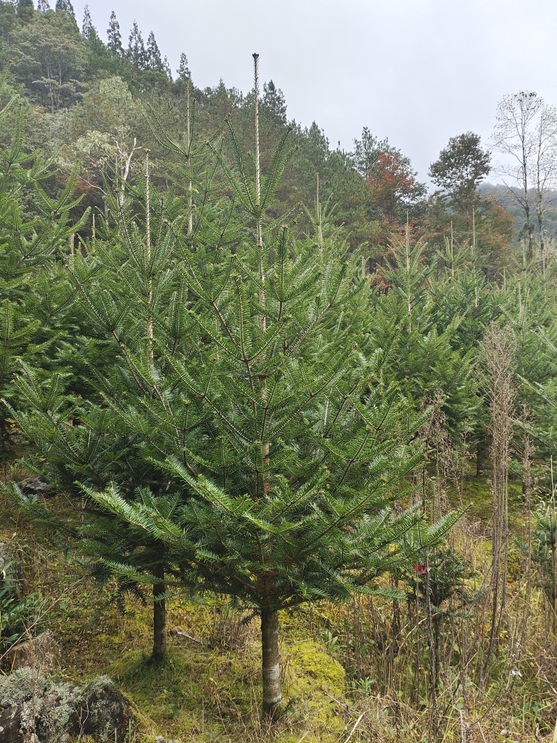 日本冷杉适应高山种植树种耐寒耐阴树形针叶优美