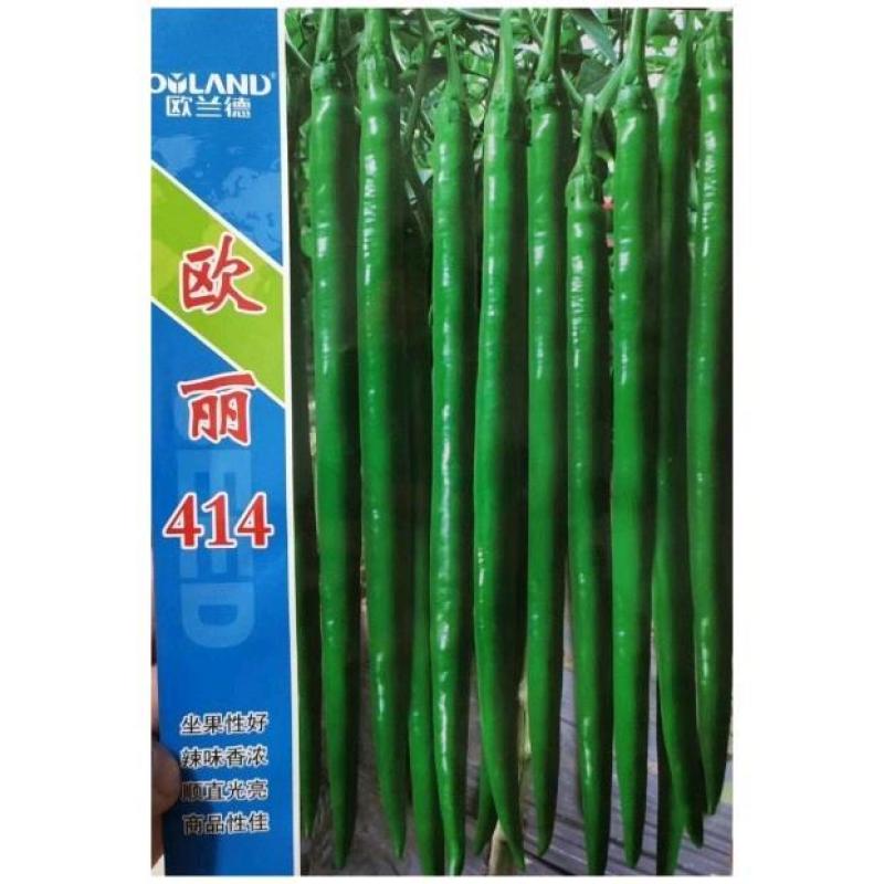 黑线椒种子欧兰德欧丽514深绿色线椒种子味辣硬度高辣椒种