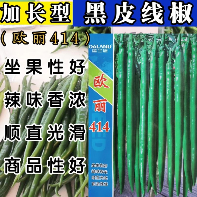 黑线椒种子欧兰德欧丽514深绿色线椒种子味辣硬度高辣椒种