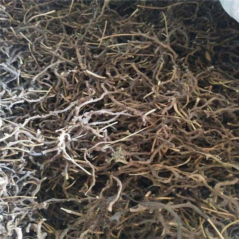 中药材水龙骨(石蚕石豇豆青石莲青龙骨)