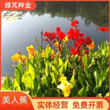 美人蕉种子红艳蕉小花美人蕉小芭蕉黄花庭院花籽易活花种籽子