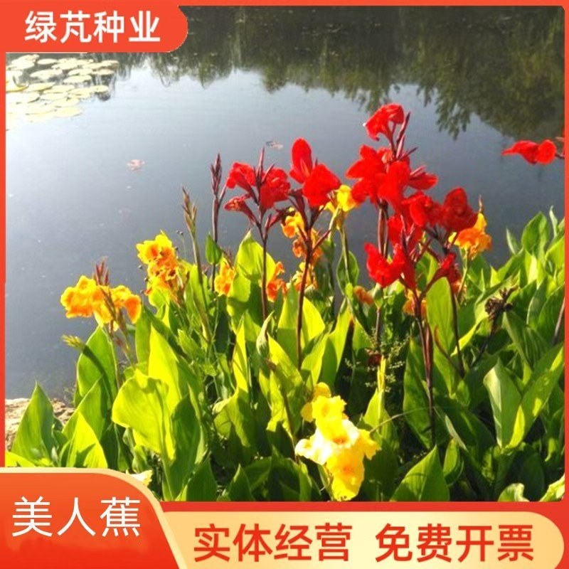 美人蕉种子红艳蕉小花美人蕉小芭蕉黄花庭院花籽易活花种籽子