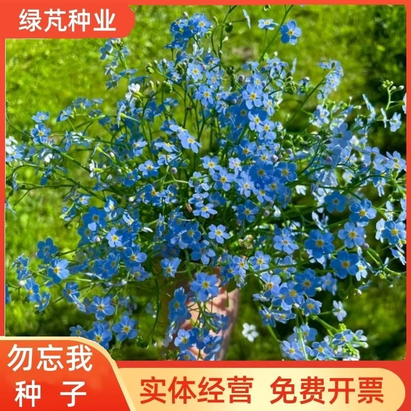 勿忘草种子蓝花易种四季花草花卉盆栽庭院室内外阳台勿忘我花