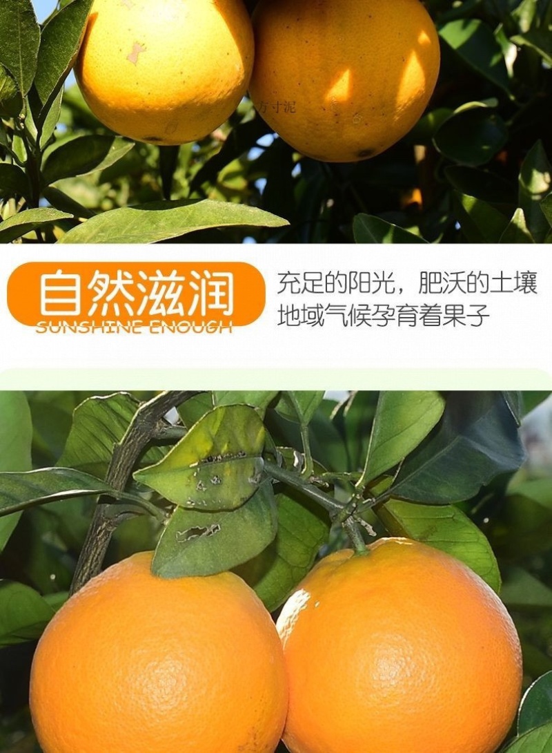 赣南齐橙批发一件代发大果十斤一箱