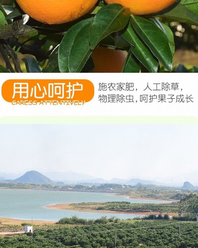 赣南齐橙批发一件代发大果十斤一箱