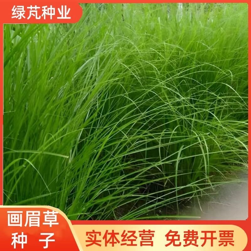 优质草坪种子弯叶画眉草种子公路护坡草坪河岸护堤耐寒耐旱