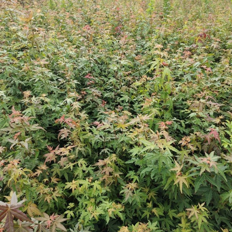 鸡爪槭小苗鸡爪槭树苗砧木鸡爪槭苗嫁接根桩占地园林绿化