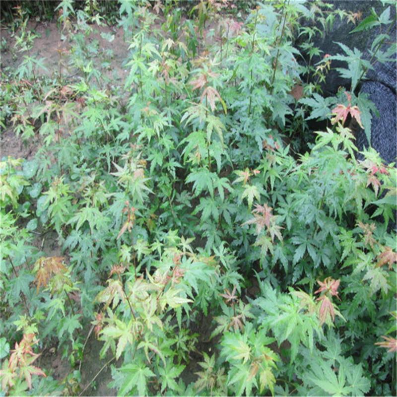 鸡爪槭小苗鸡爪槭树苗砧木鸡爪槭苗嫁接根桩占地园林绿化