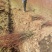鸡爪槭小苗鸡爪槭树苗砧木鸡爪槭苗嫁接根桩占地园林绿化