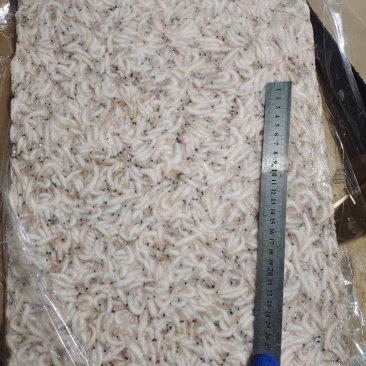 磷虾，食品加工原料，水产养殖饲料鱼规格齐全