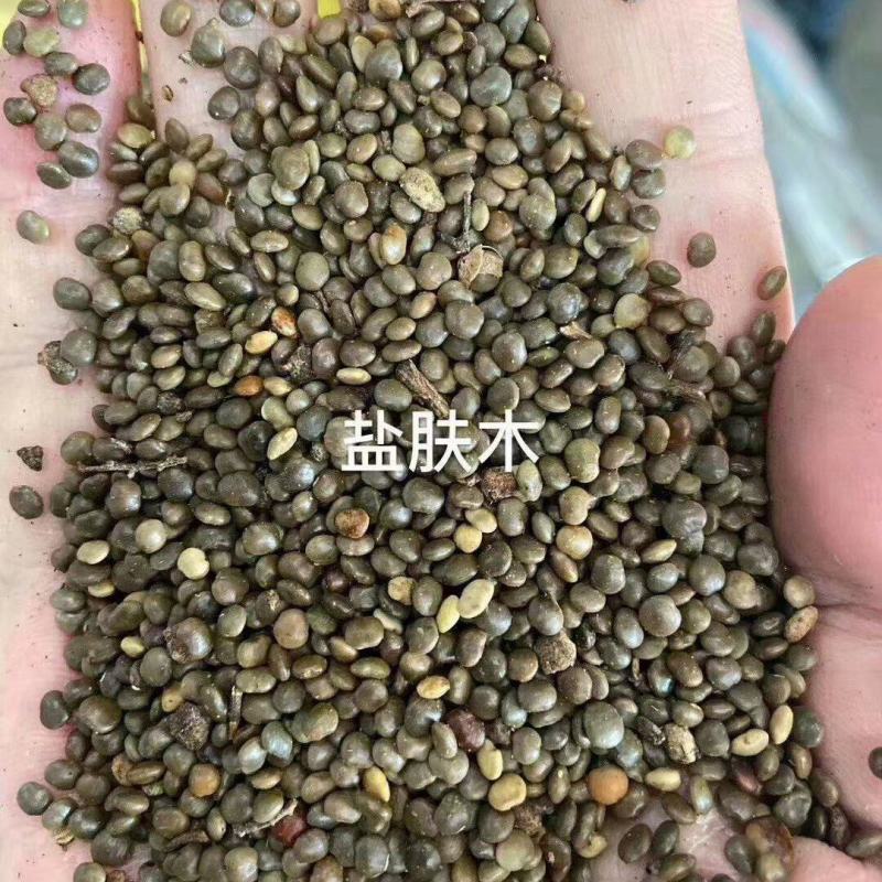 盐肤木种子厂家货源批发价全国发货价格便宜欢迎下单咨询