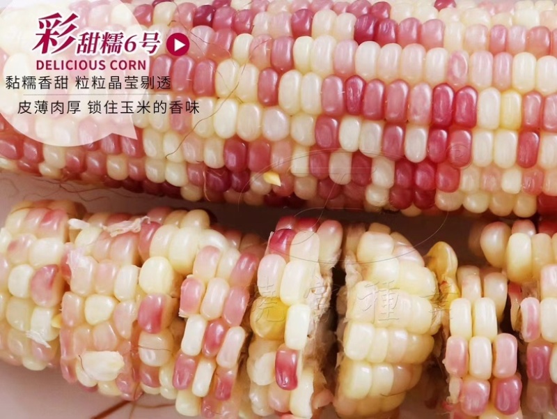 彩甜糯6号玉米种子晓富宝马甜加糯玉米种子
