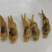福安蛏干，干无沙甜，产地直供，量大优惠