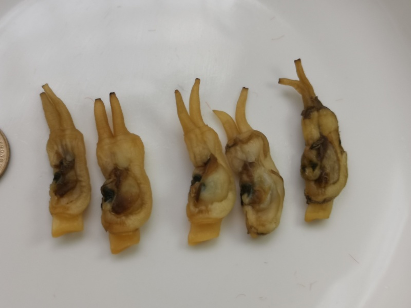 福安蛏干，干无沙甜，产地直供，量大优惠