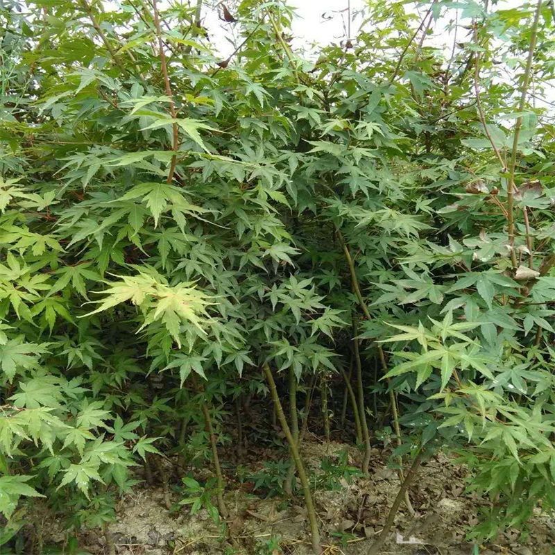鸡爪槭苗，鸡爪槭树苗，鸡爪槭苗，嫁接根桩根鸡爪槭苗