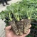 章姬草莓苗奶油草莓穴盘苗生产苗包成活包品种
