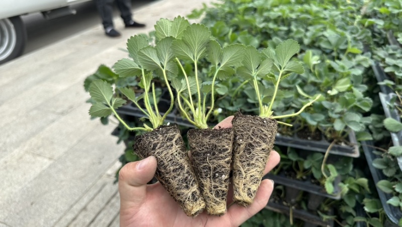 章姬草莓苗奶油草莓穴盘苗生产苗包成活包品种
