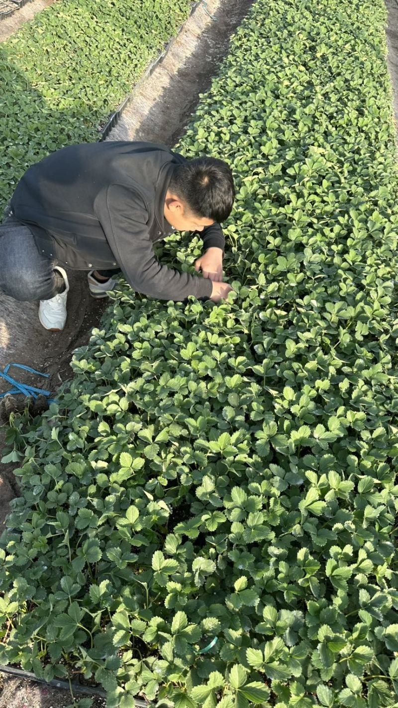 章姬草莓苗奶油草莓穴盘苗生产苗包成活包品种