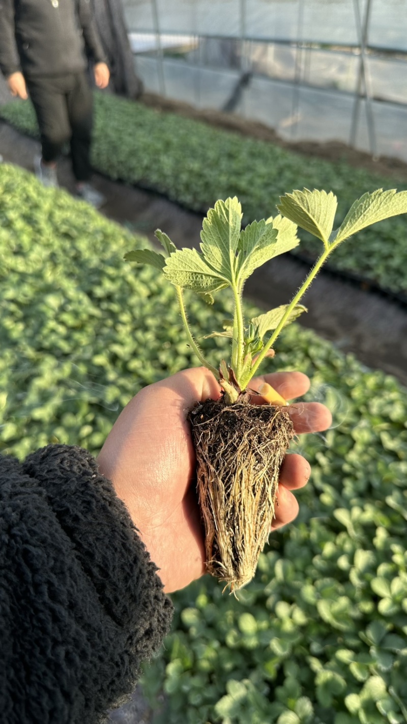 章姬草莓苗奶油草莓穴盘苗生产苗包成活包品种