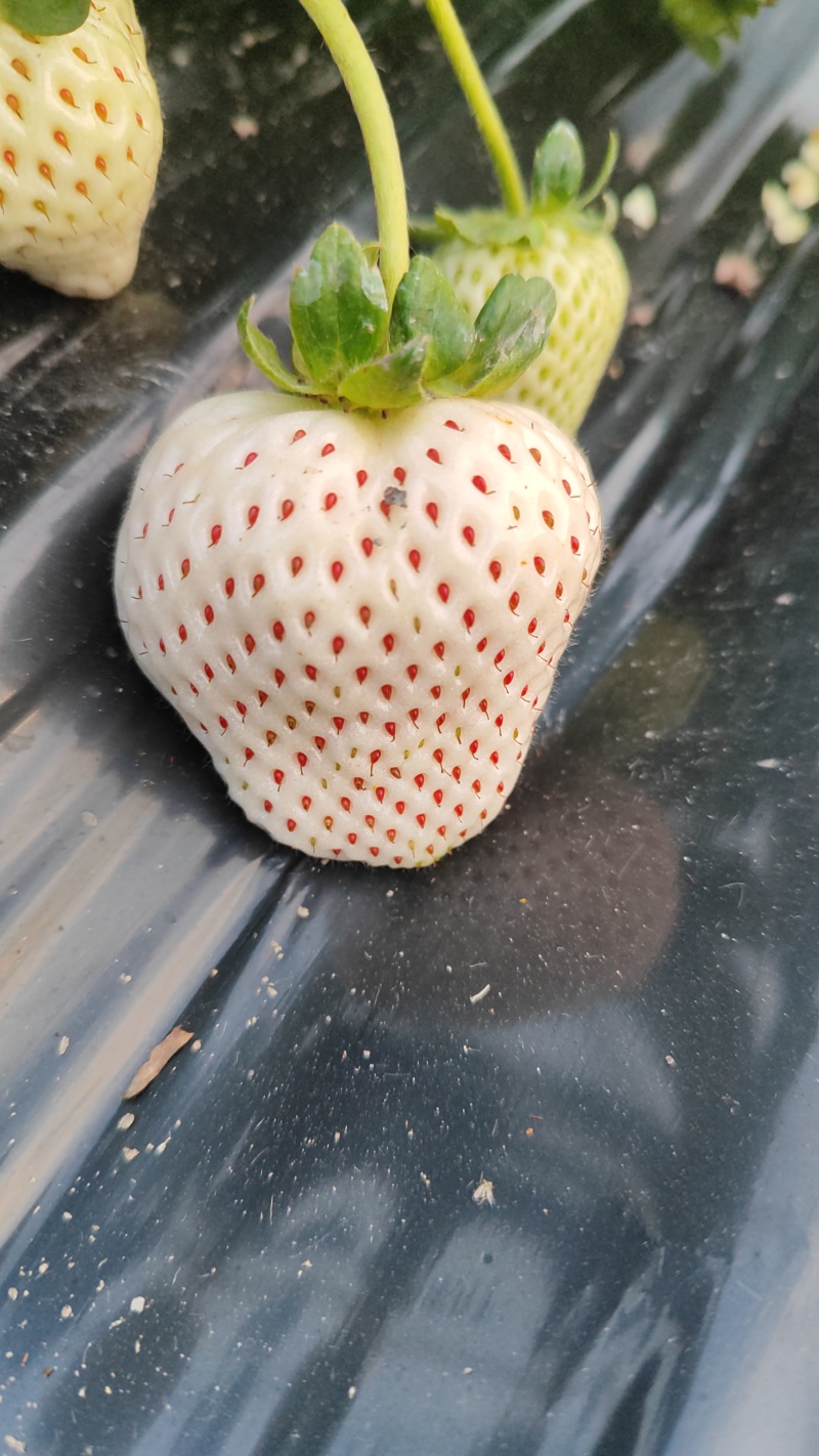 白草莓批发白露