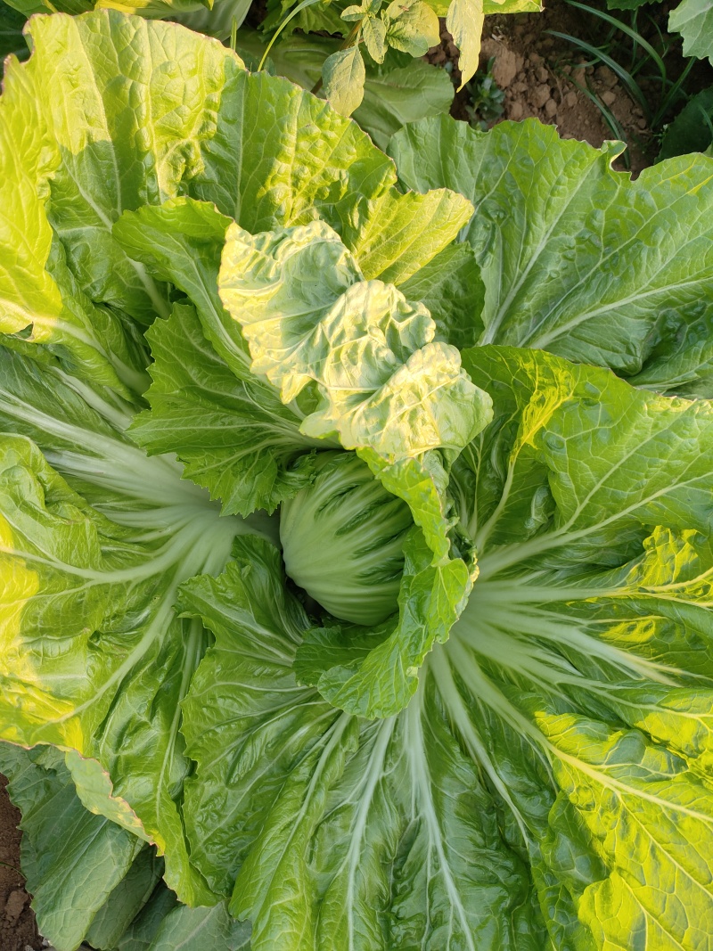 广西新鲜包心芥菜，新鲜包心芥菜大量现货，工厂货，工厂货。