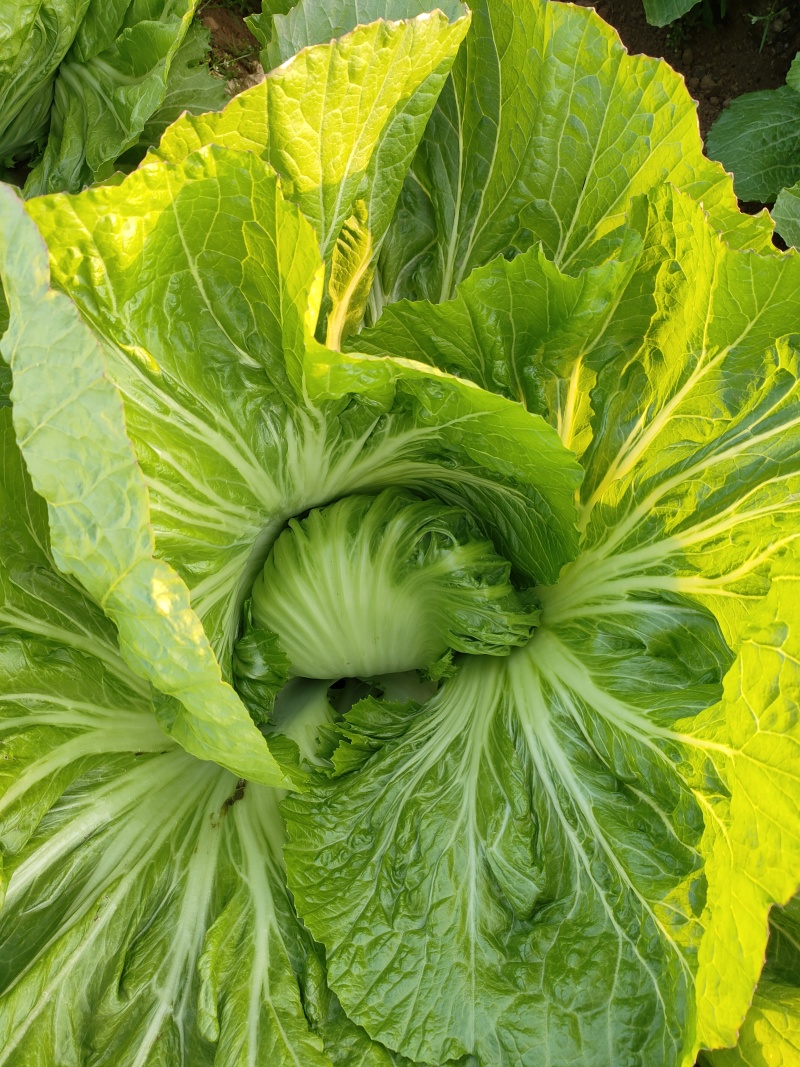 广西新鲜包心芥菜，新鲜包心芥菜大量现货，工厂货，工厂货。