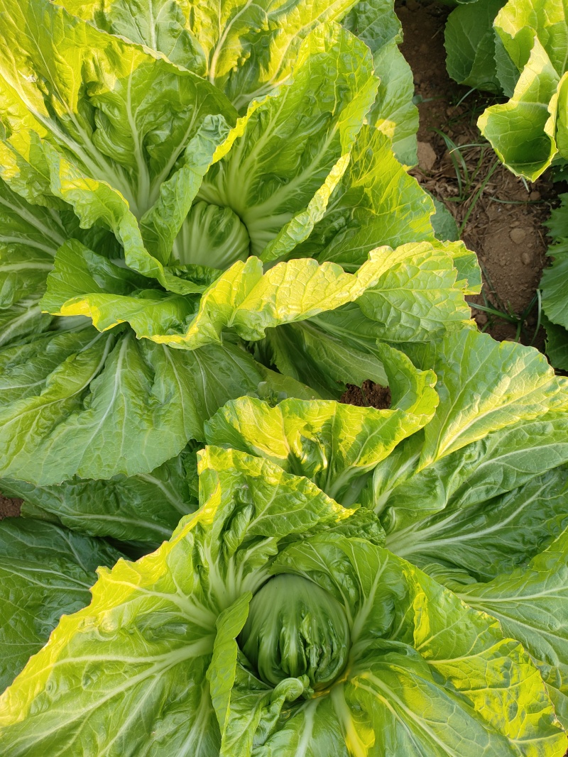 广西新鲜包心芥菜，新鲜包心芥菜大量现货，工厂货，工厂货。