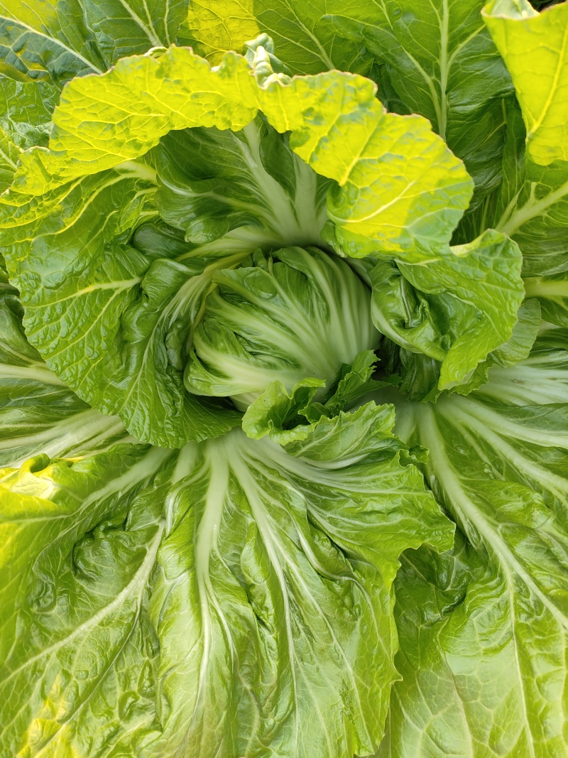 广西新鲜包心芥菜，新鲜包心芥菜大量现货，工厂货，工厂货。