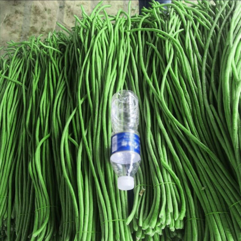 超长绿秀中早熟长豆角青绿条豆角籽无鼠尾结荚多耐热耐寒春夏