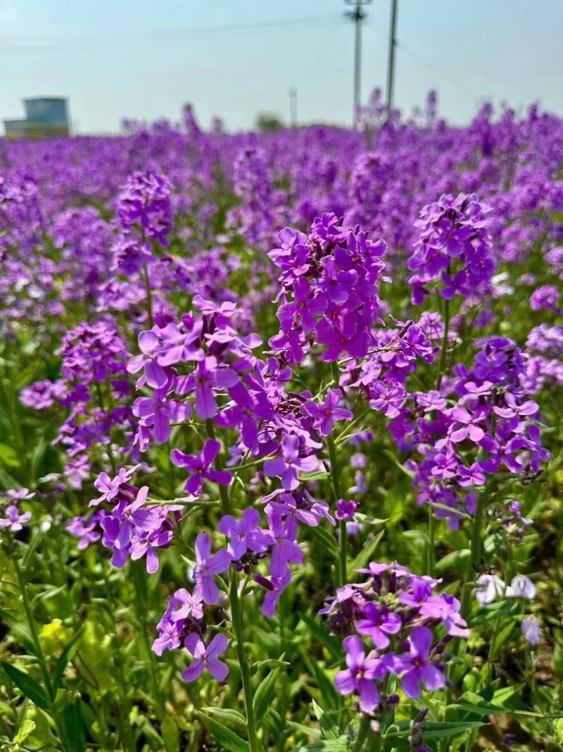蓝香芥种子厂家货源批发价格全国发货价格便宜欢迎下单咨询