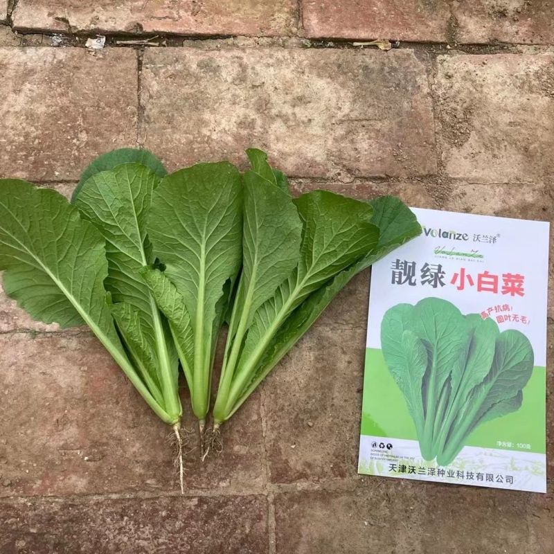 靓绿小白菜圆叶光滑无毛纤维少口感清鲜翠绿耐寒耐湿抗病高产