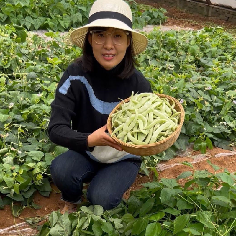 阿维斯特美玉U2地豆豆角种子早熟高产大田基地种植四季播种