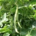 阿维斯特美玉U2地豆豆角种子早熟高产大田基地种植四季播种